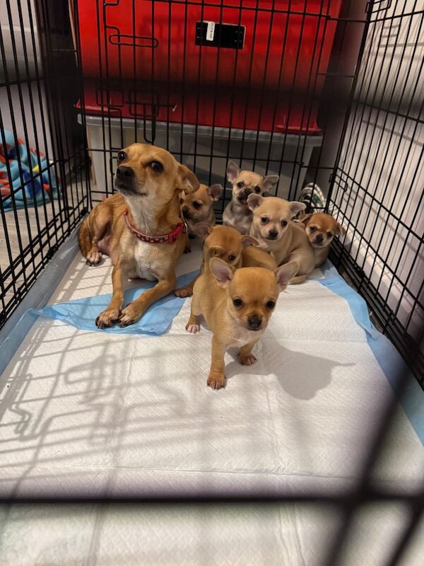 Chihuahua puppies for sale in Sheldon, West Midlands – 7 weeks old - Image 2 of 6
