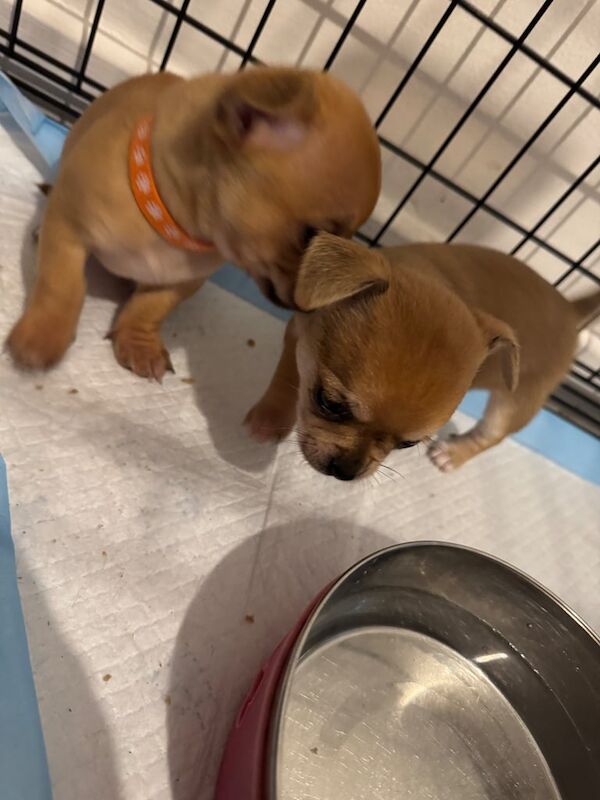 Chihuahua puppies for sale in Sheldon, West Midlands – 7 weeks old - Image 4 of 6