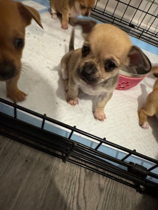 Chihuahua puppies for sale in Sheldon, West Midlands – 7 weeks old - Image 6 of 6