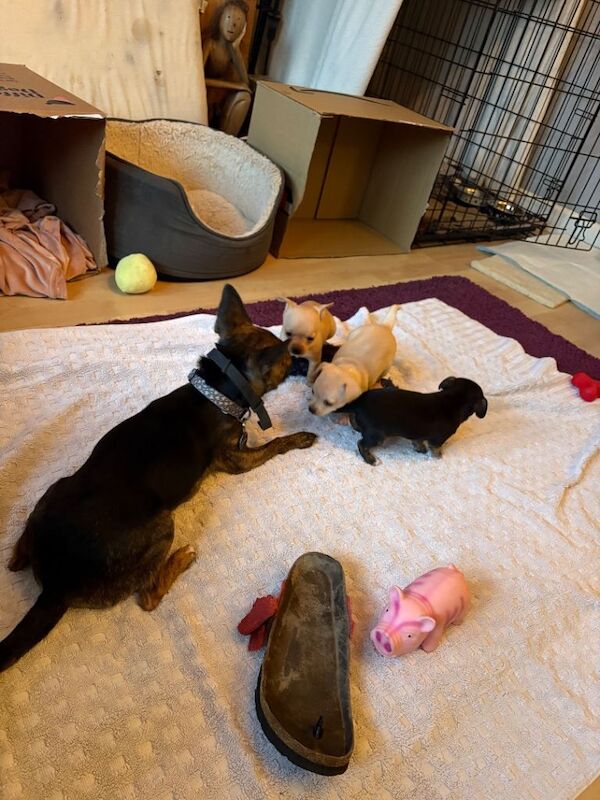 Chihuahua puppies for sale in Maidstone, Kent – 5 weeks old