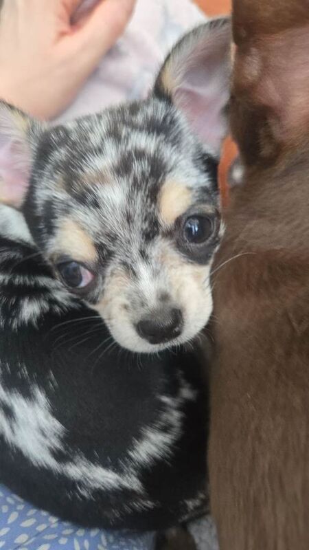 Chihuahua puppies for sale in Ballymoney, County Antrim – 10 weeks old