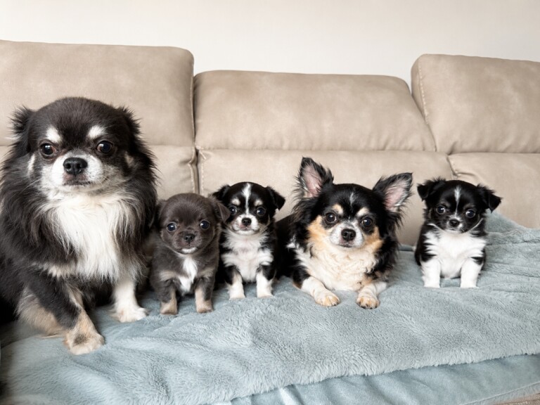 Chihuahua pups