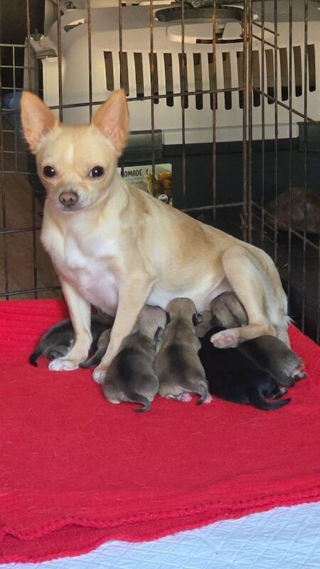 Chihuahua Puppies For Sale Under £1,000