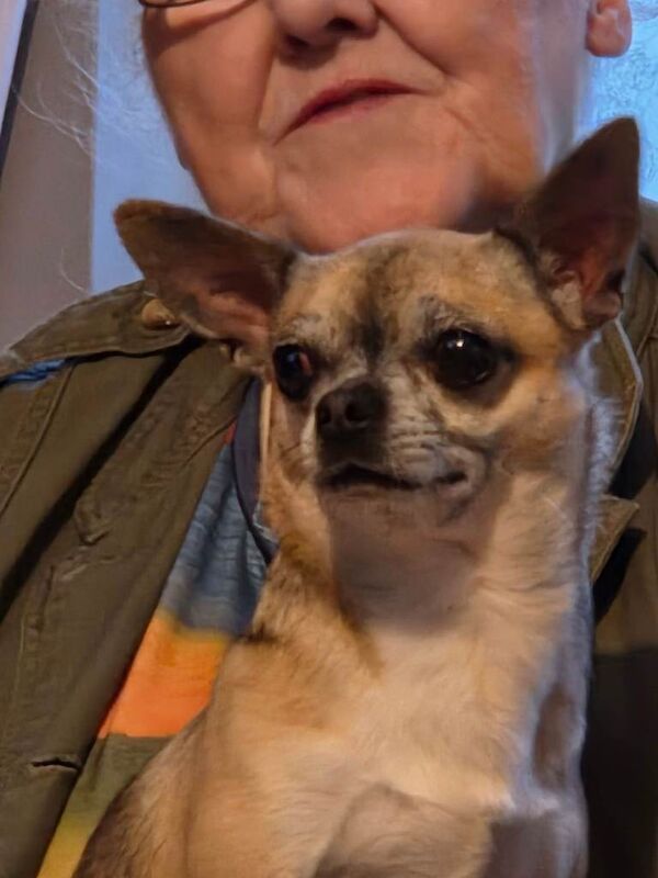 Chihuahua pups - Image 2 of 4