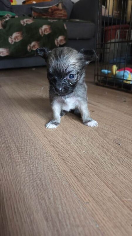 Chihuahua pups - Image 3 of 4