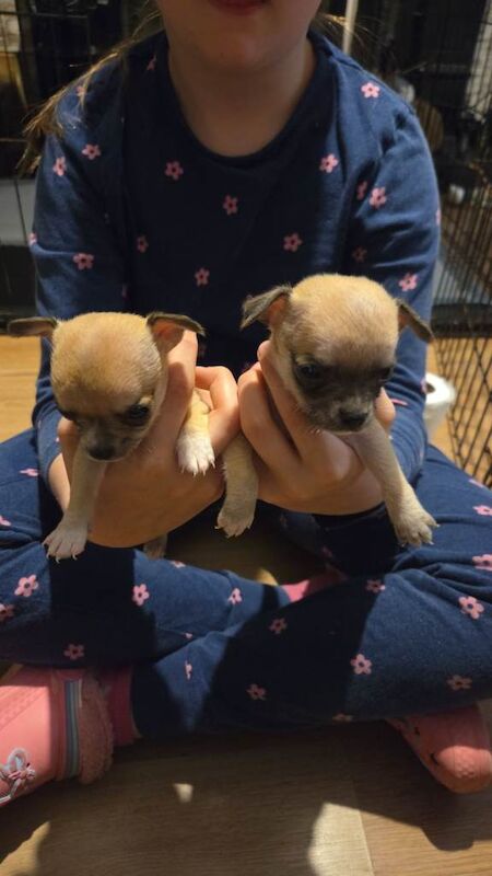 Chihuahua pups - Image 4 of 4