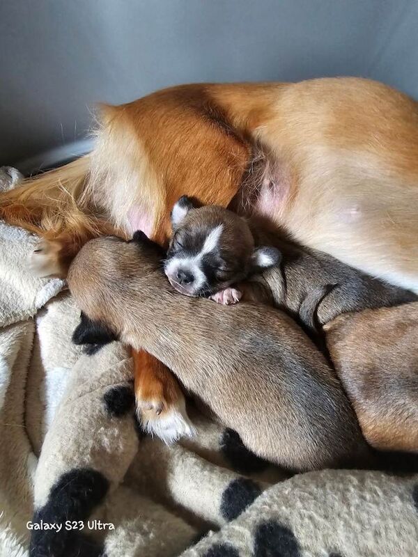 Chihuahua pups all boys