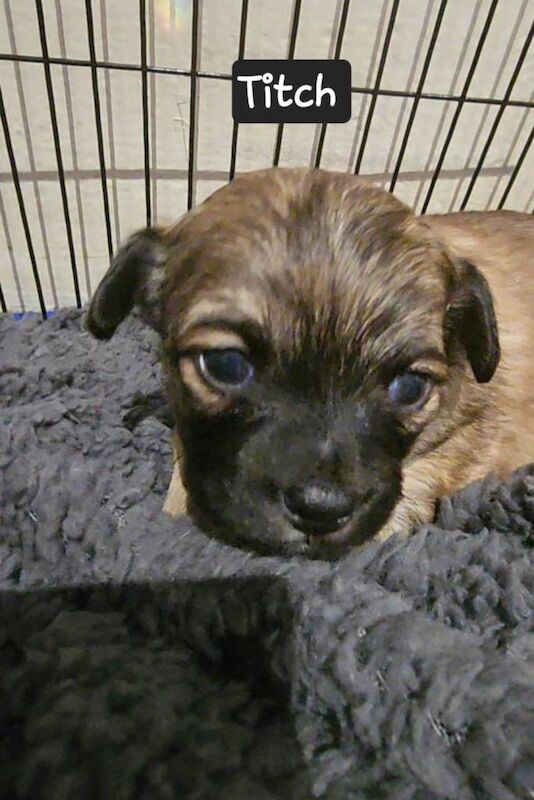 Chihuahua pups all boys - Image 2 of 3
