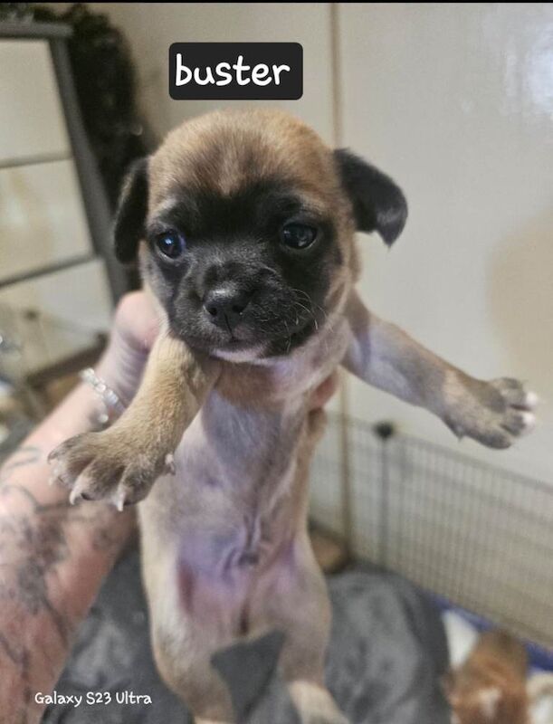 Chihuahua pups all boys - Image 3 of 3