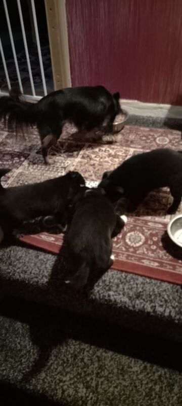 Chihuahua Puppies For Sale