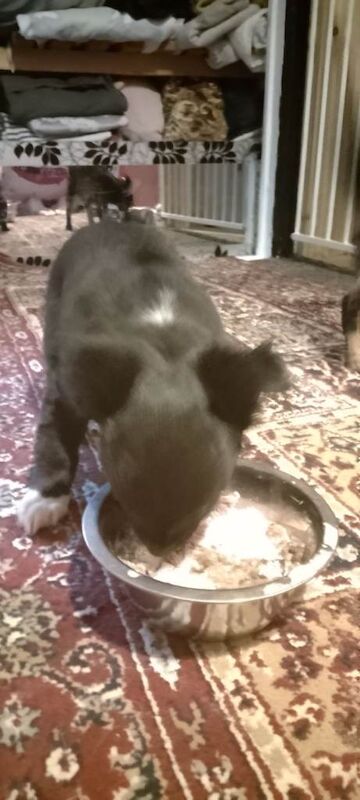 Chihuahua puppies for sale in Selkirk, Scottish Borders – 9 weeks old - Image 2 of 4