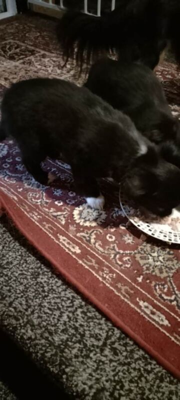 Chihuahua puppies for sale in Selkirk, Scottish Borders – 9 weeks old - Image 3 of 4