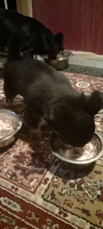 Chihuahua puppies for sale in Selkirk, Scottish Borders – 9 weeks old - Image 4 of 4