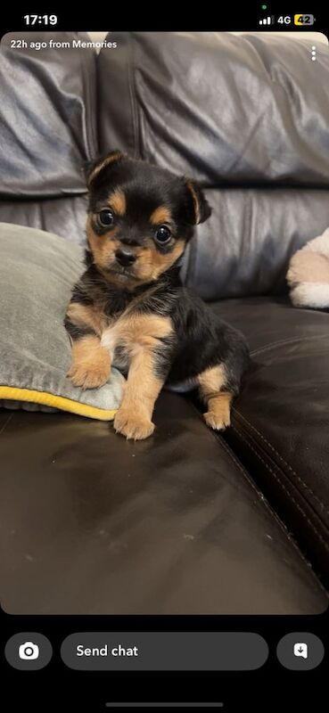 Chihuahua puppies for sale in Maghera, County Londonderry – 8 weeks old