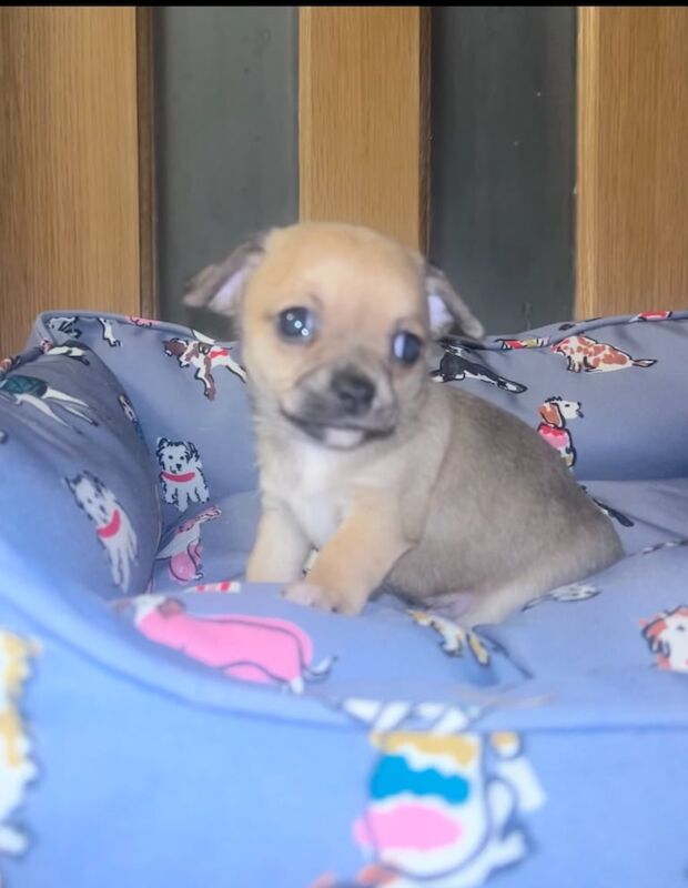 Chihuahua puppies for sale in Ballymoney, County Antrim – 7 weeks old