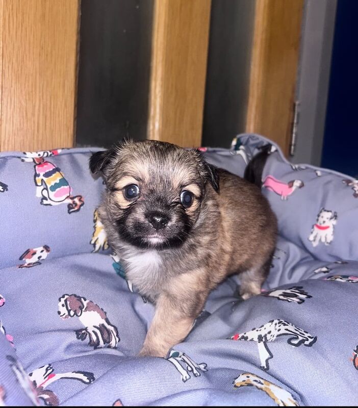 Chihuahua puppies for sale in Ballymoney, County Antrim – 7 weeks old - Image 2 of 4