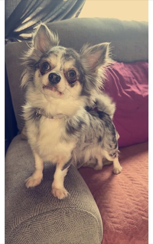 Chihuahua puppies for sale in Ballymoney, County Antrim – 7 weeks old - Image 3 of 4