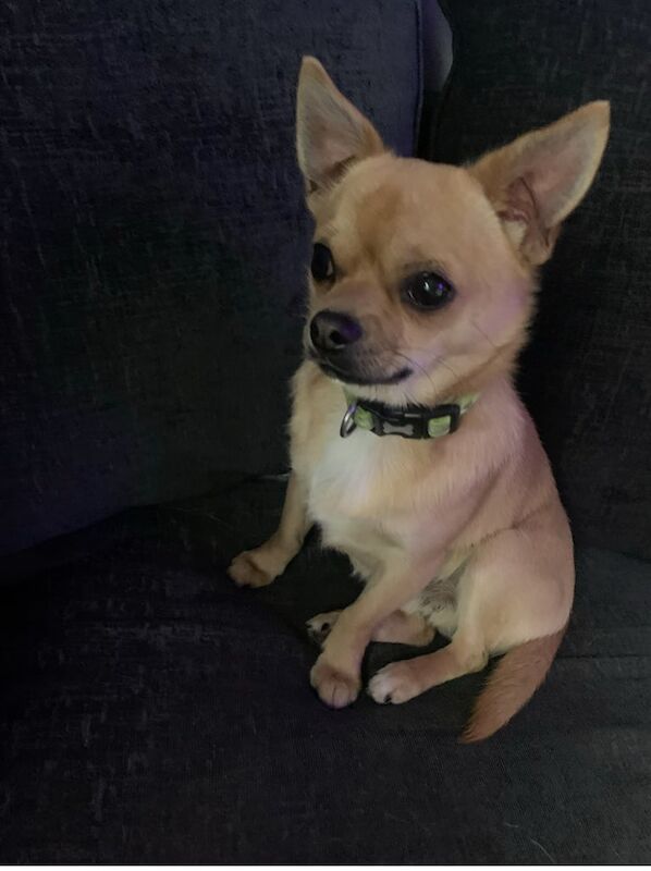 Chihuahua puppies for sale in Ballymoney, County Antrim – 7 weeks old - Image 4 of 4