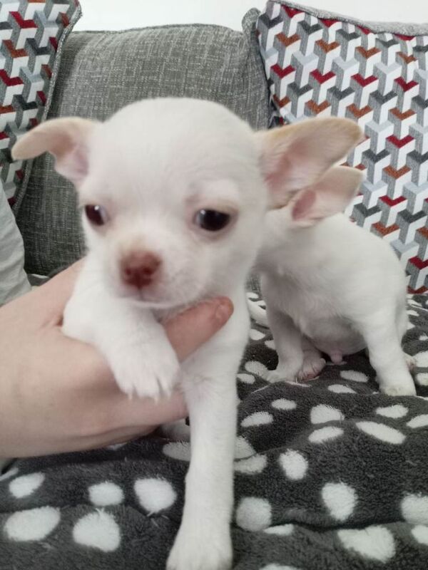 Chihuahua pups for sale - Image 2 of 3