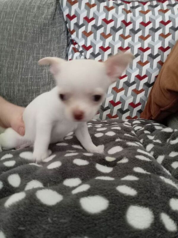Chihuahua pups for sale - Image 3 of 3