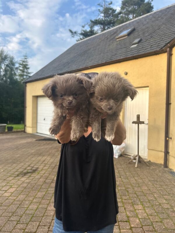 Chihuahua puppies for sale in Penicuik, Midlothian – KC registered, 11 weeks old