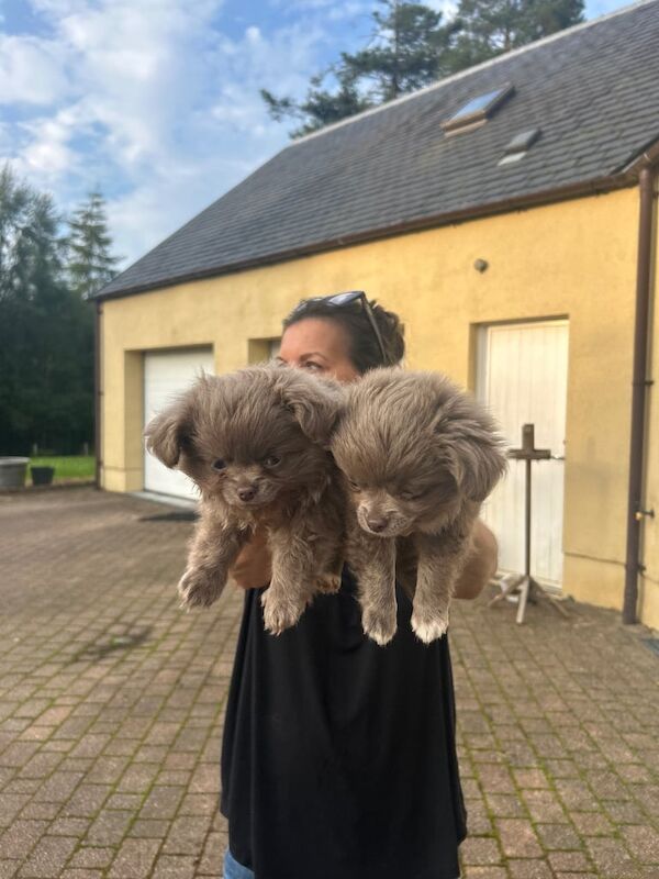 Chihuahua puppies for sale in Penicuik, Midlothian – KC registered, 11 weeks old - Image 2 of 3