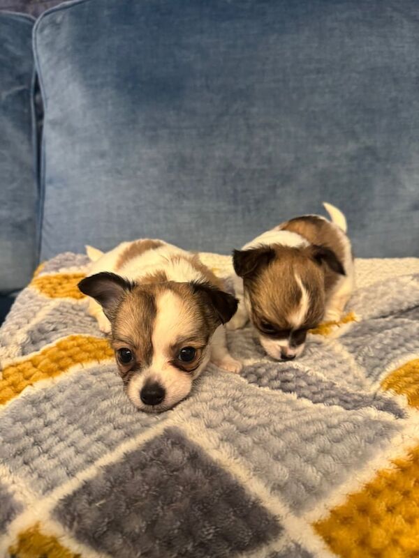 Chihuahua puppies for sale in Bangor, County Down – 7 weeks old - Image 2 of 5