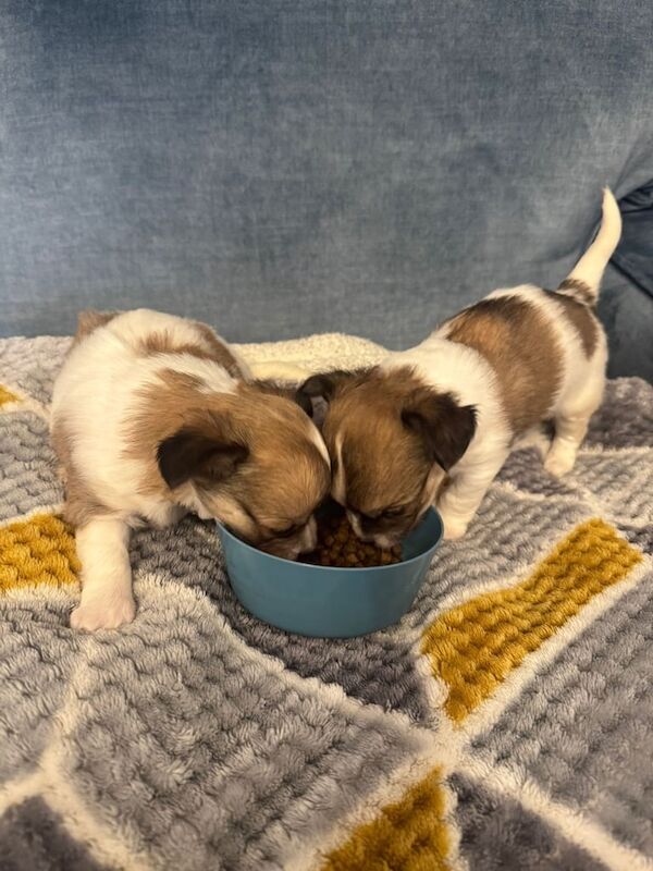 Chihuahua puppies for sale in Bangor, County Down – 7 weeks old - Image 3 of 5