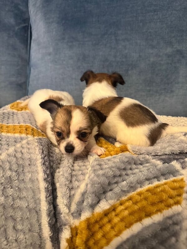 Chihuahua puppies for sale in Bangor, County Down – 7 weeks old - Image 4 of 5
