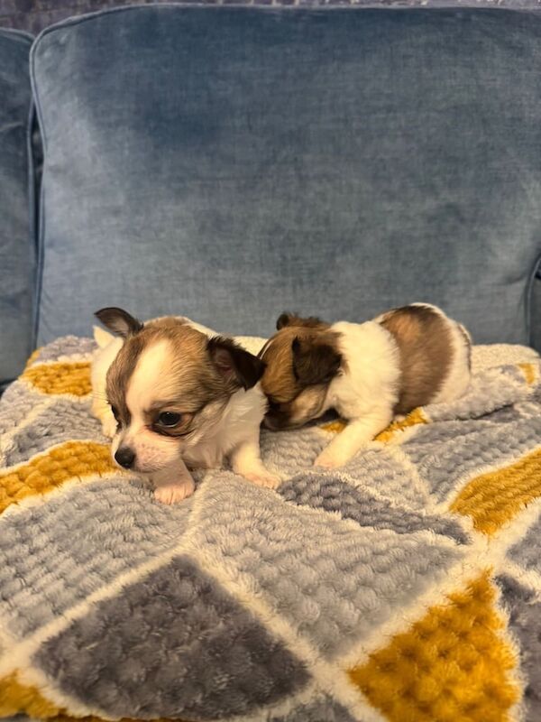 Chihuahua puppies for sale in Bangor, County Down – 7 weeks old - Image 5 of 5