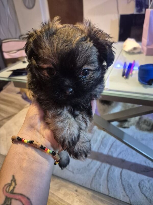 Chihuahua puppies for sale in New Galloway, The Stewartry of Kirkcudbright – 7 weeks old - Image 2 of 4