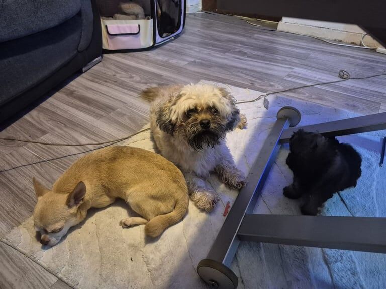 Chihuahua puppies for sale in New Galloway, The Stewartry of Kirkcudbright – 7 weeks old - Image 3 of 4