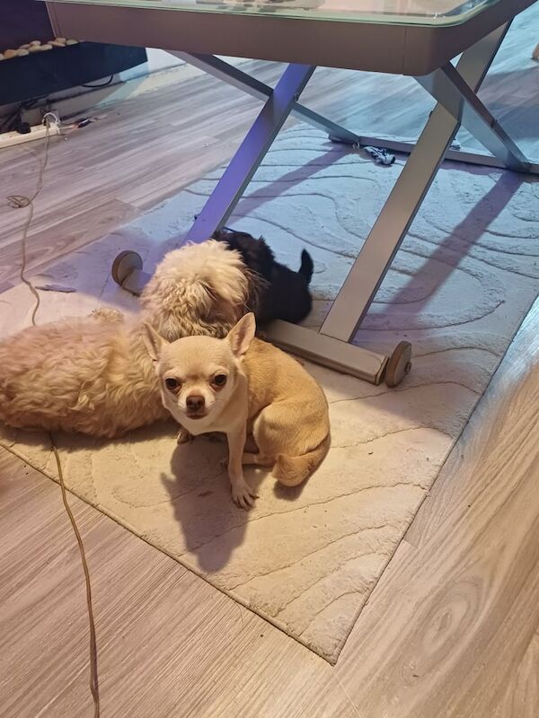 Chihuahua puppies for sale in New Galloway, The Stewartry of Kirkcudbright – 7 weeks old - Image 4 of 4