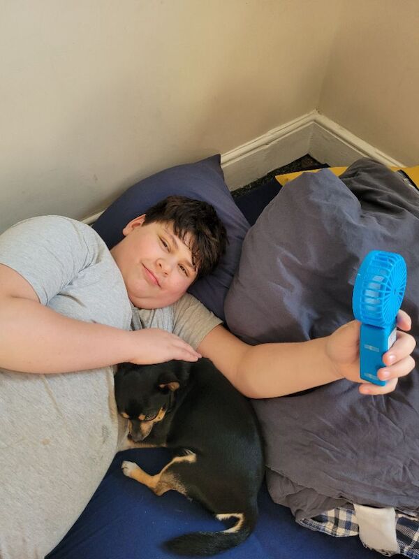 Chihuahua stud available - Image 2 of 3