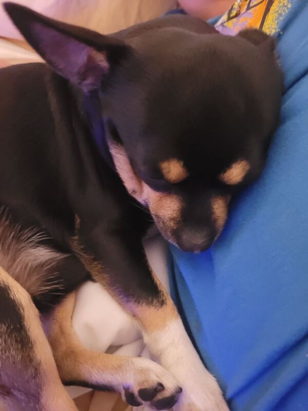 Chihuahua stud available - Image 3 of 3