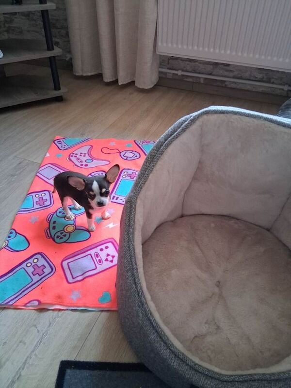 Chihuahua tea-cup male puppy