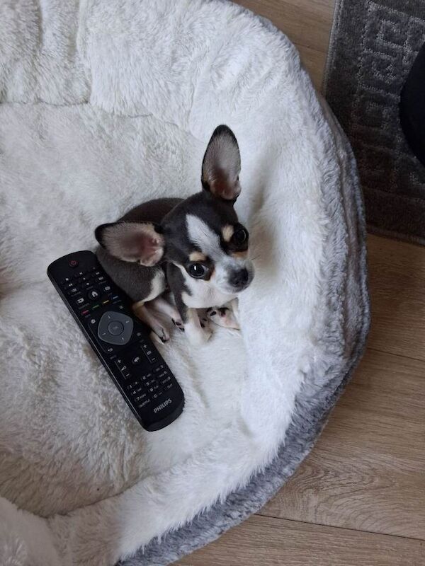 Chihuahua tea-cup male puppy - Image 2 of 3