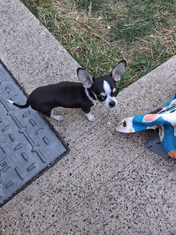 Chihuahua tea-cup male puppy - Image 3 of 3