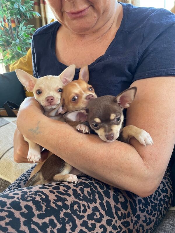 Chihuahua Teacups x2 for sale in Pinxton, Derbyshire