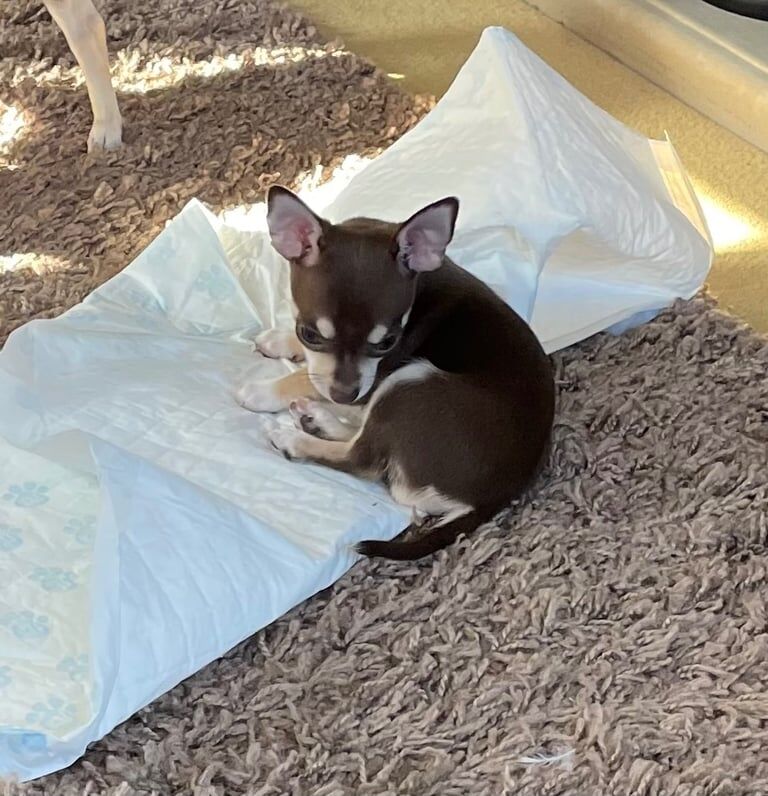 Chihuahua Teacups x2 for sale in Pinxton, Derbyshire - Image 2