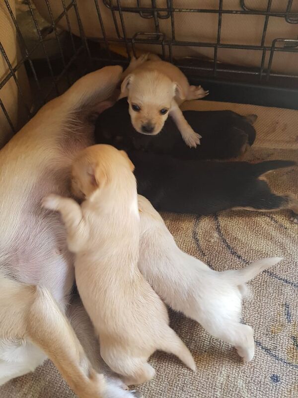 Chihuahua puppies for sale in Aldershot, Hampshire – 3 weeks old