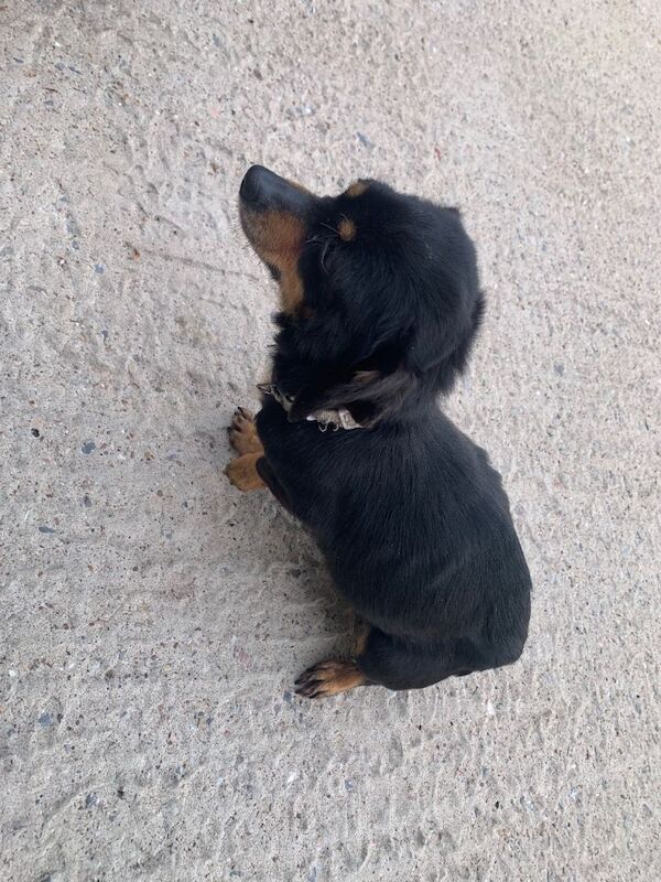 Chihuahua Puppies For Sale
