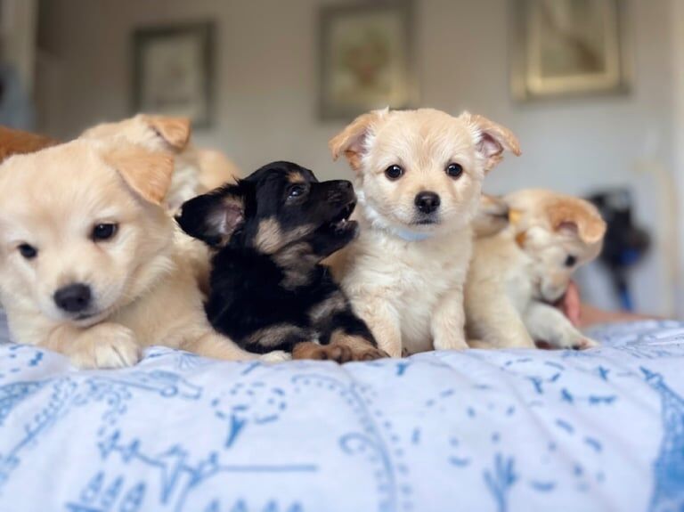 Chihuahua puppies for sale in Heathrow, London – 10 weeks old