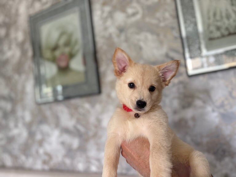 Chihuahua puppies for sale in Heathrow, London – 10 weeks old - Image 2 of 3