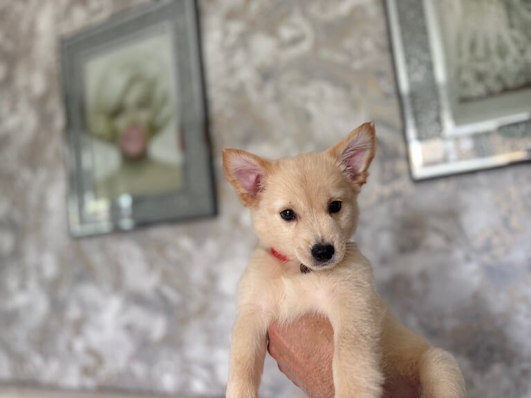 Chihuahua puppies for sale in Heathrow, London – 10 weeks old - Image 3 of 3