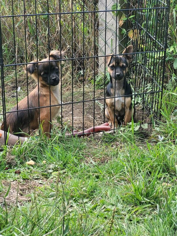 Chihuahua puppies for sale in Bridlington, East Riding of Yorkshire – 4 months old