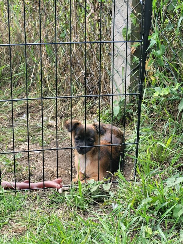 Chihuahua puppies for sale in Bridlington, East Riding of Yorkshire – 5 months old - Image 2 of 3