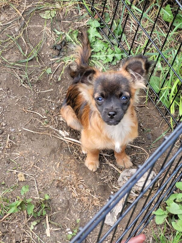 Chihuahua puppies for sale in Bridlington, East Riding of Yorkshire – 5 months old - Image 3 of 3