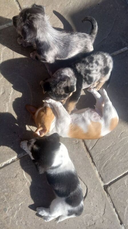 chihuahua x jack russell puppies for sale in Accrington, Lancashire