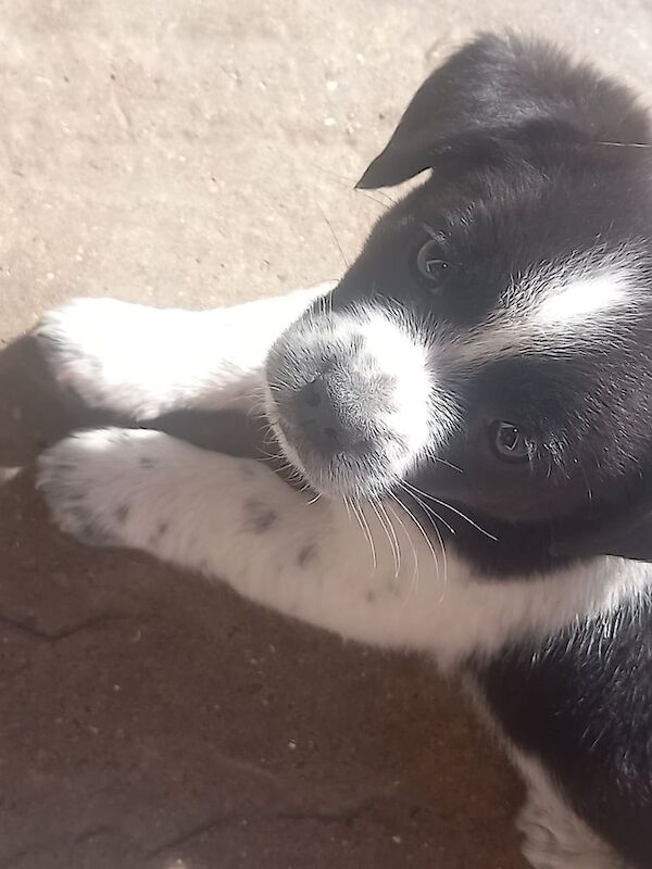 chihuahua x jack russell puppies for sale in Accrington, Lancashire - Image 2